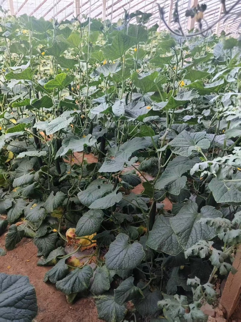 精品带刺黄瓜一手货源全国发货量大价优欢迎随时联系