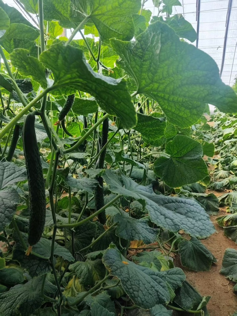 精品带刺黄瓜一手货源全国发货量大价优欢迎随时联系