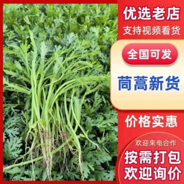 山东新鲜茼蒿基地直供鲜嫩叶菜产地批发量大价优电商直供