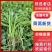 山东新鲜茼蒿基地直供鲜嫩叶菜产地批发量大价优电商直供
