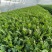山东新鲜茼蒿基地直供鲜嫩叶菜产地批发量大价优电商直供