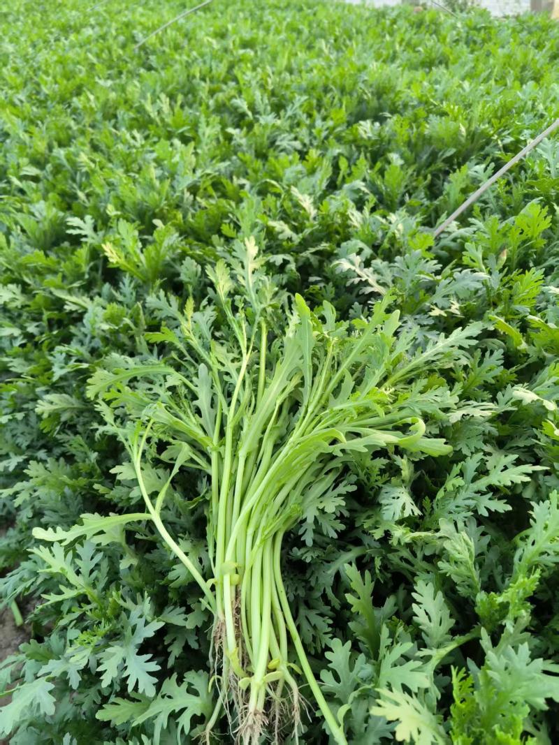 山东新鲜茼蒿基地直供鲜嫩叶菜产地批发量大价优电商直供