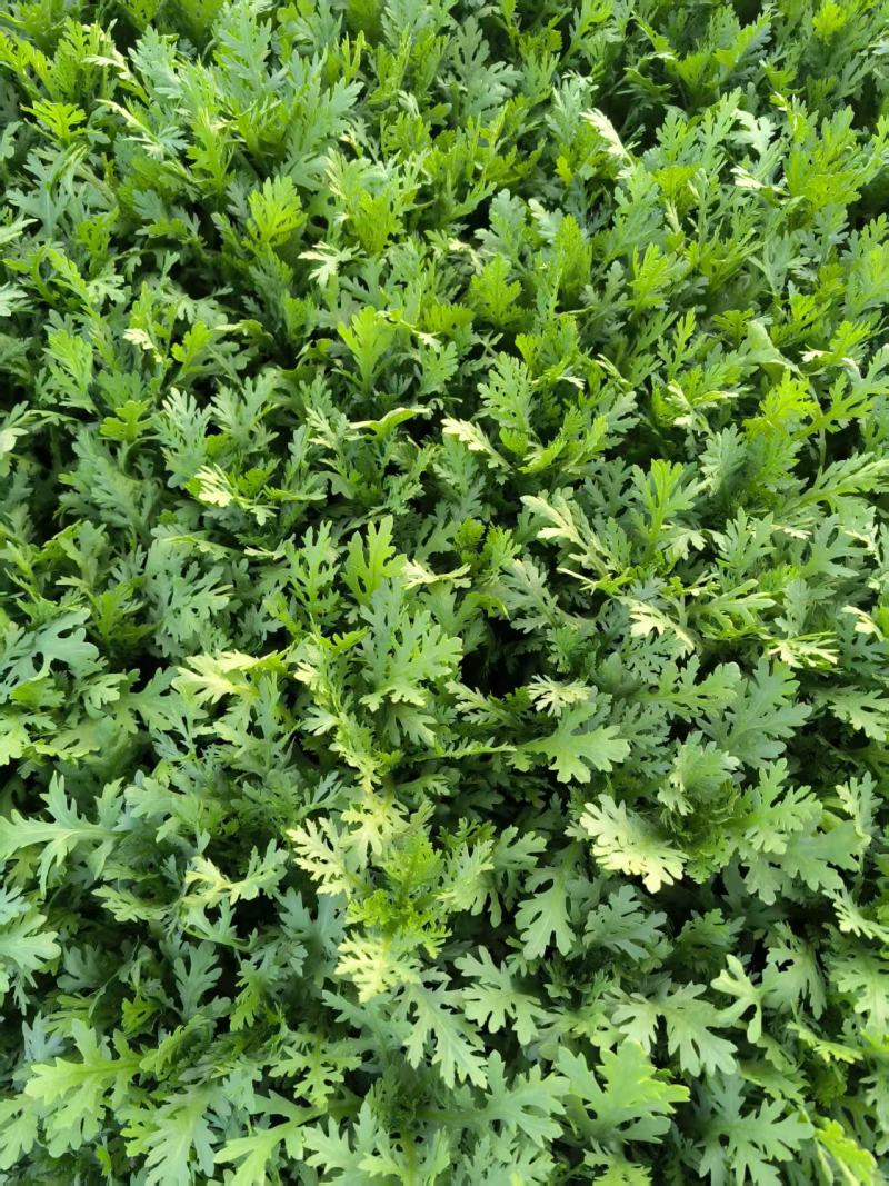 山东新鲜茼蒿基地直供鲜嫩叶菜产地批发量大价优电商直供