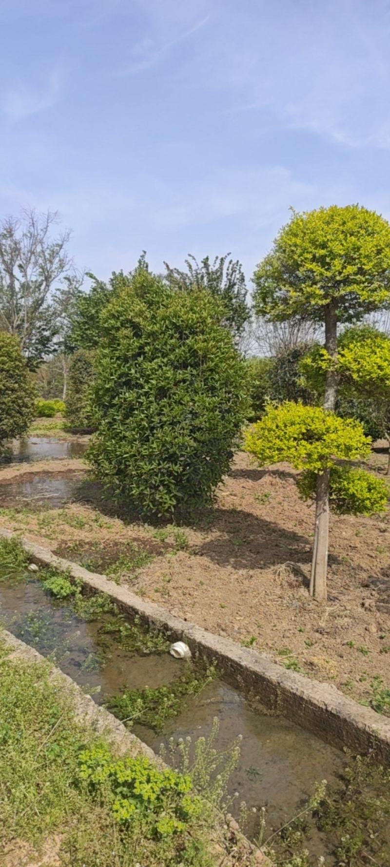 丛生桂花，移植树，成活率高，