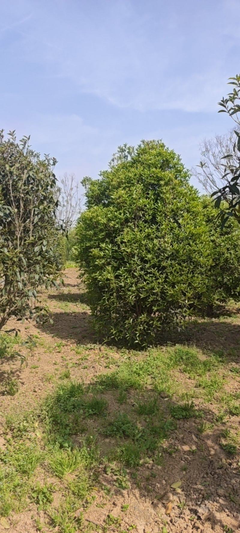 丛生桂花，移植树，成活率高，