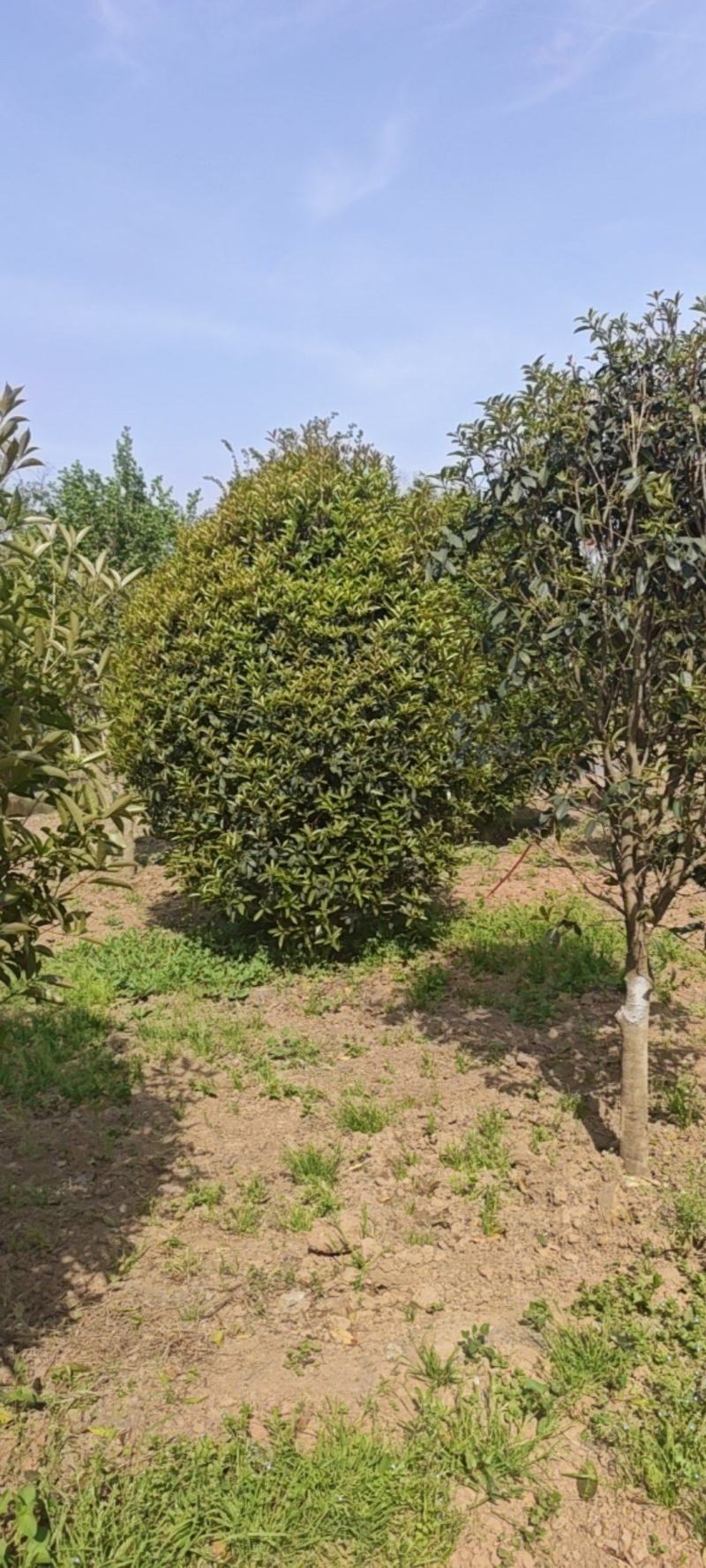 丛生桂花，移植树，成活率高，