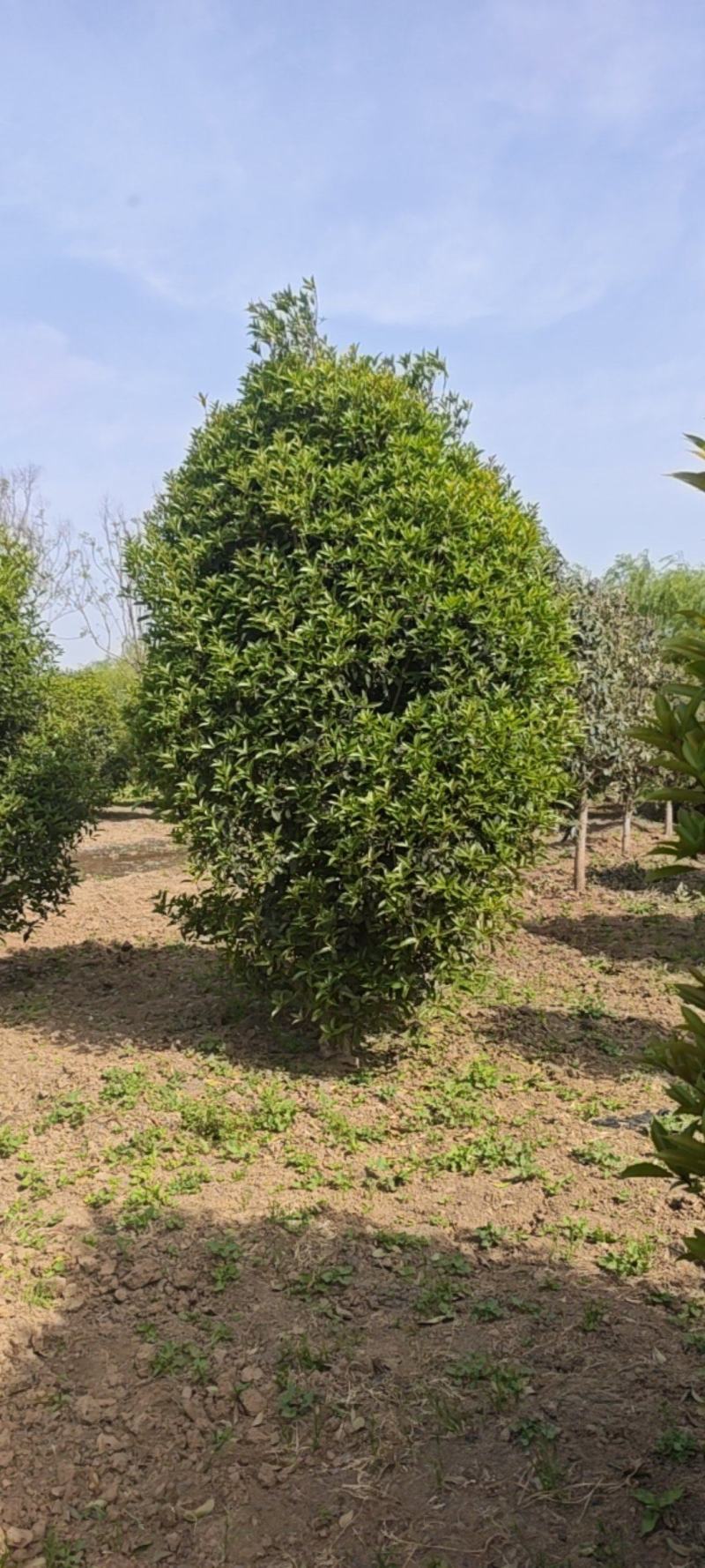 丛生桂花，移植树，成活率高，