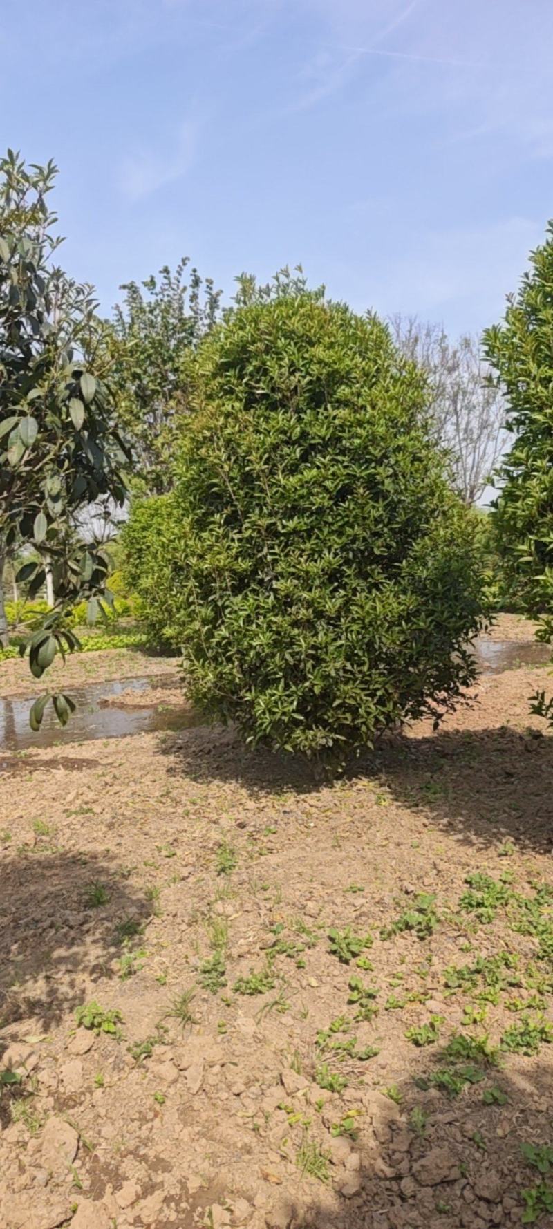 丛生桂花，移植树，成活率高，