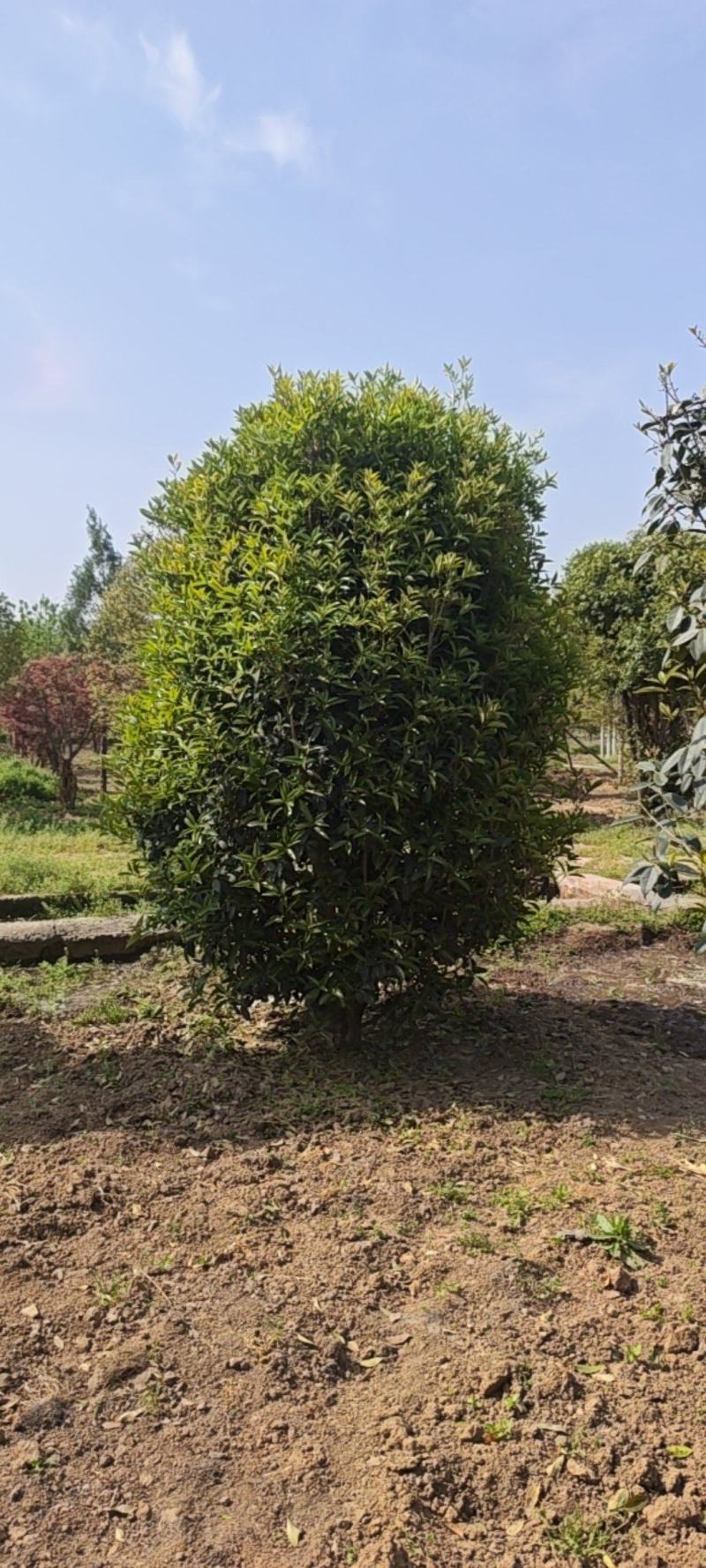 丛生桂花，移植树，成活率高，