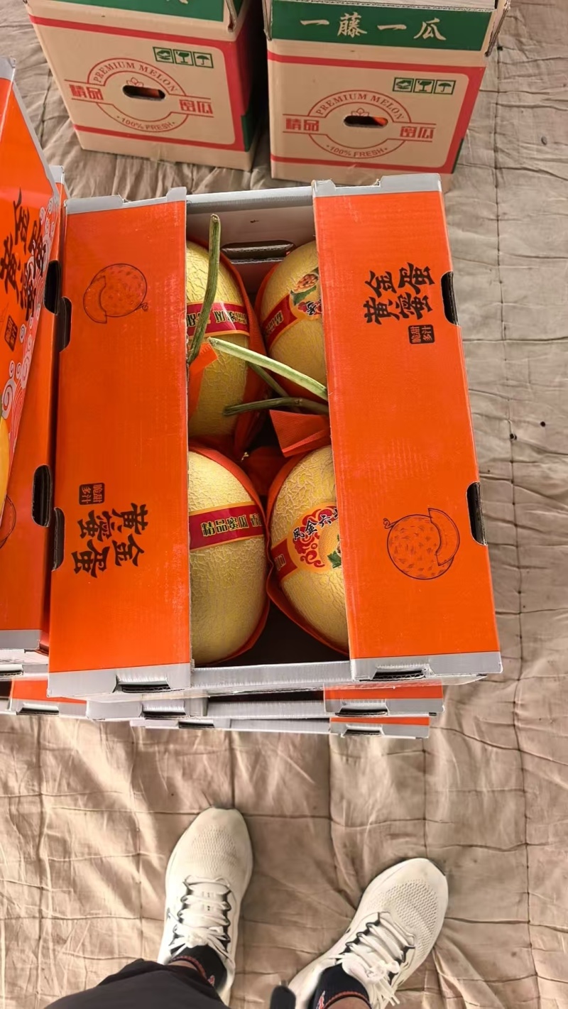 金色年华产地直供凤金6号拍拍金