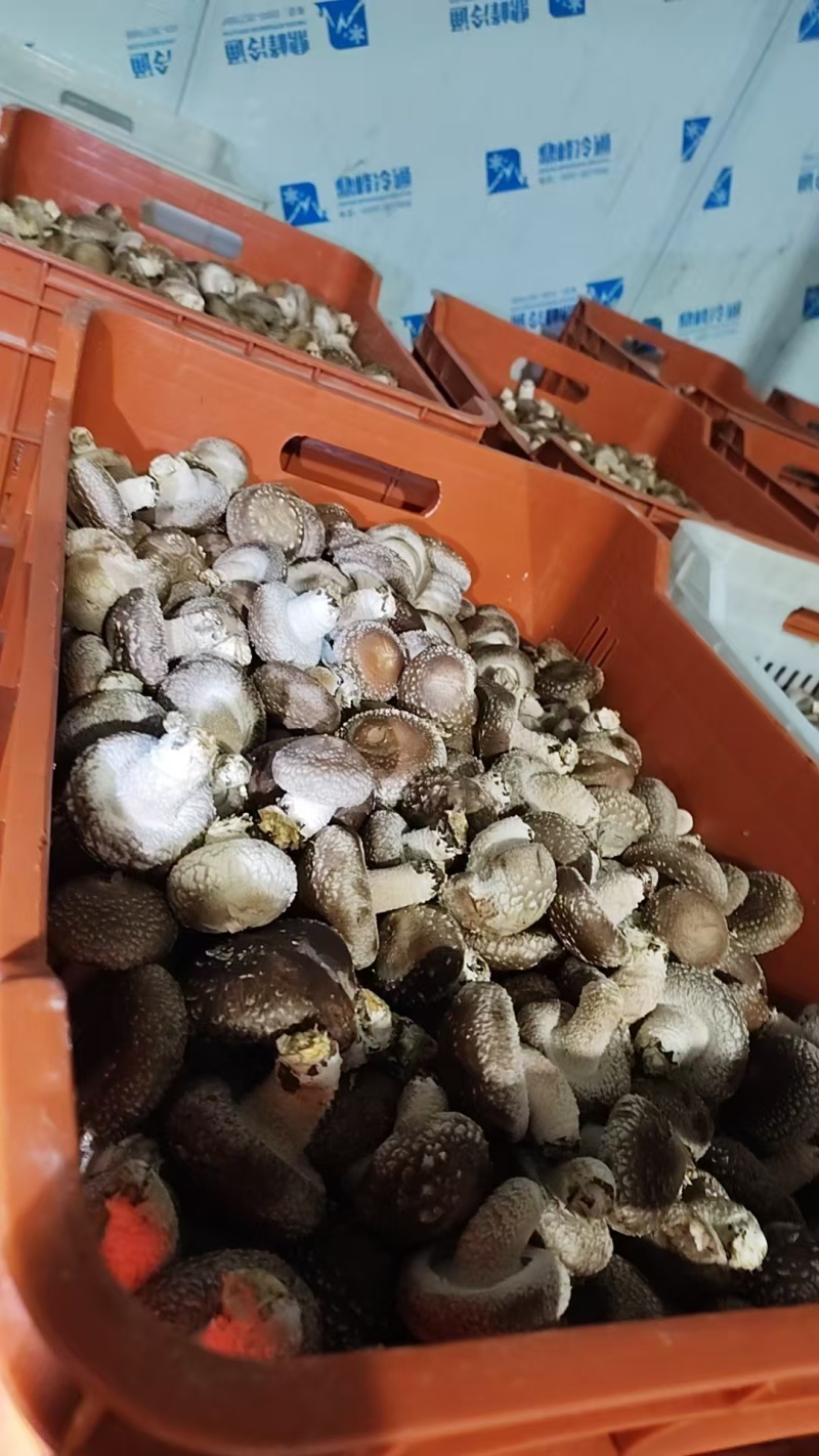 光面菇，量大从优！支持视频看货。