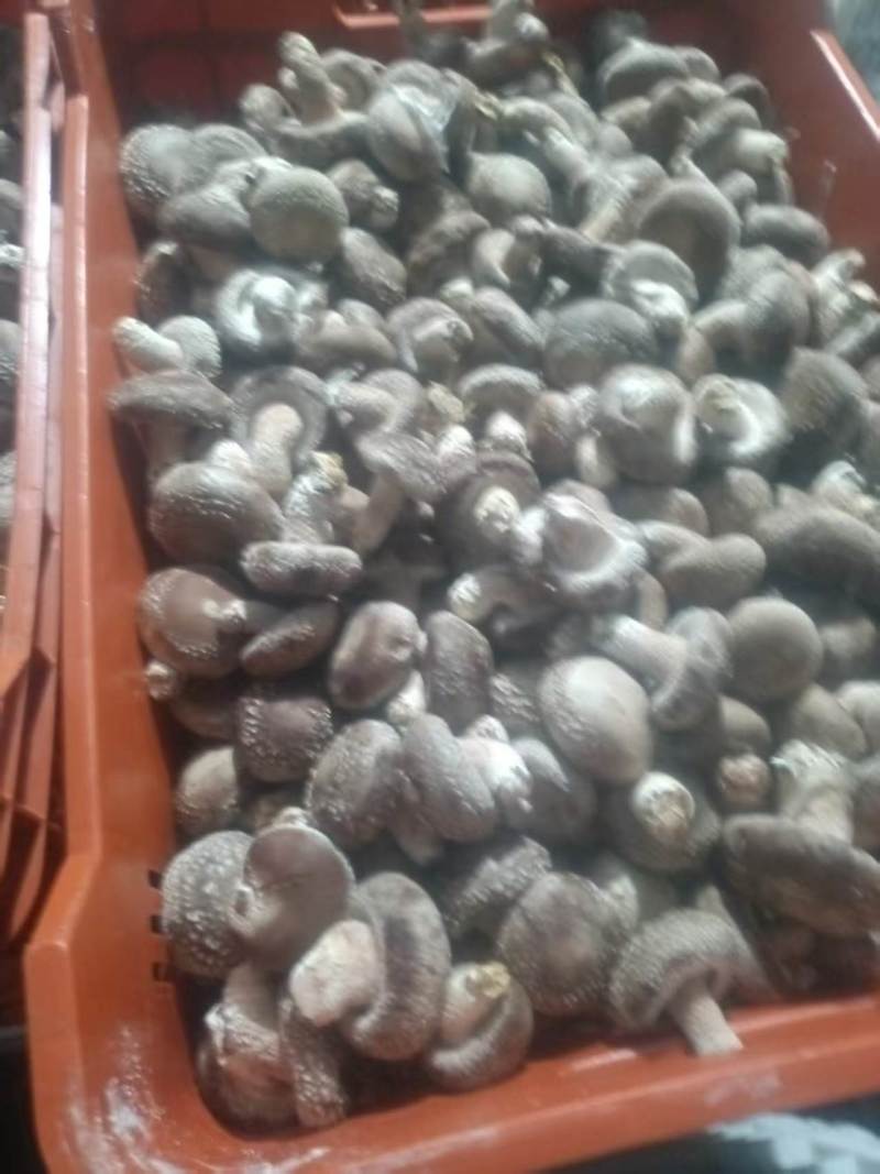 光面菇，量大从优！支持视频看货。