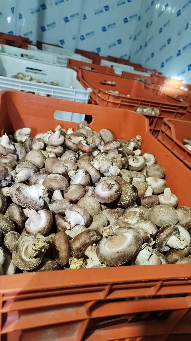 光面菇，量大从优！支持视频看货。