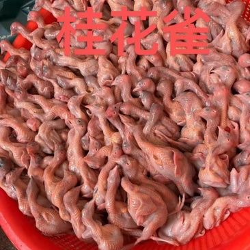 桂花雀，