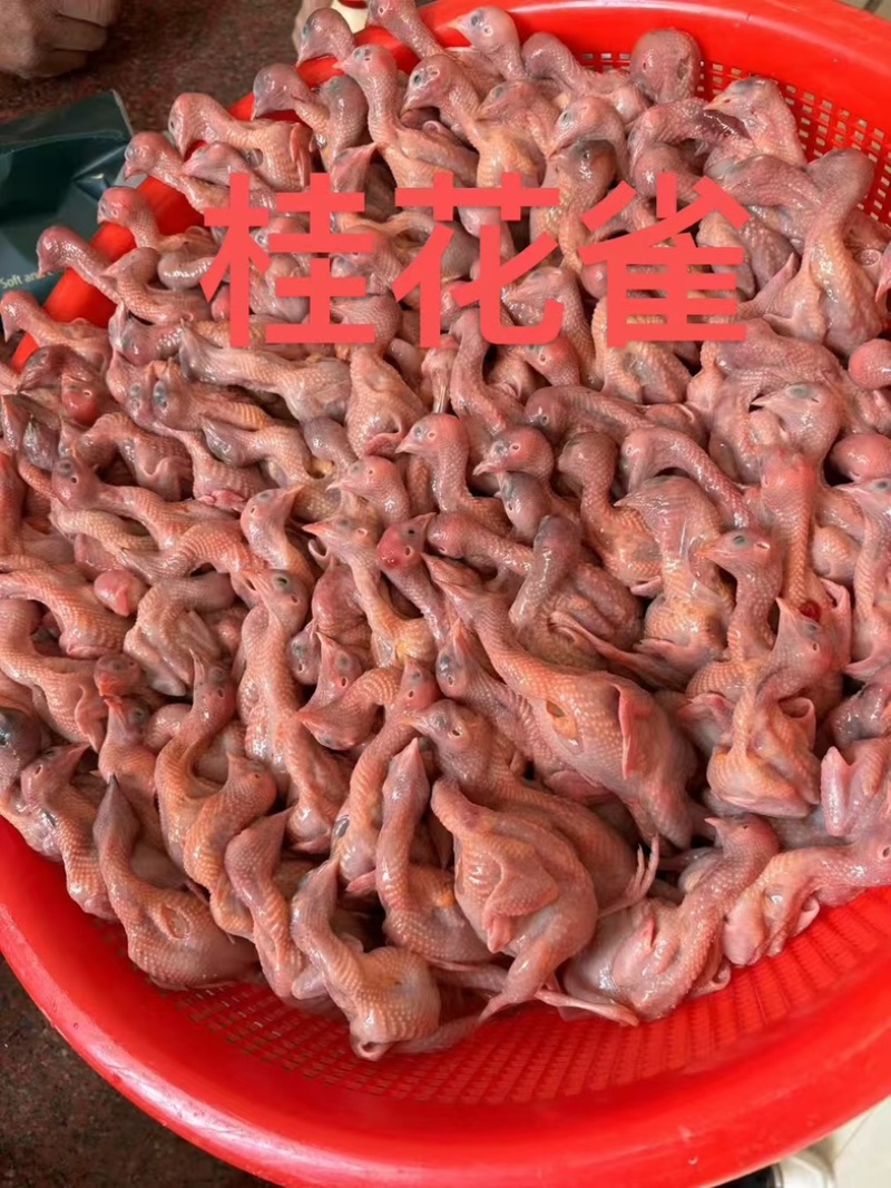 桂花雀，