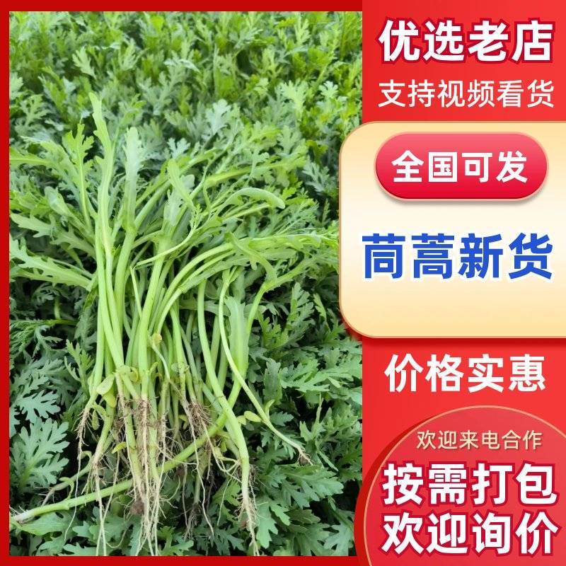 山东农家现摘茼蒿新鲜叶菜批发产地直供品质上乘电商直供