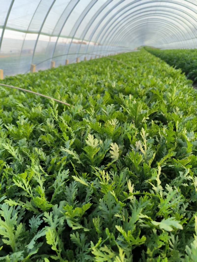 山东农家现摘茼蒿新鲜叶菜批发产地直供品质上乘电商直供