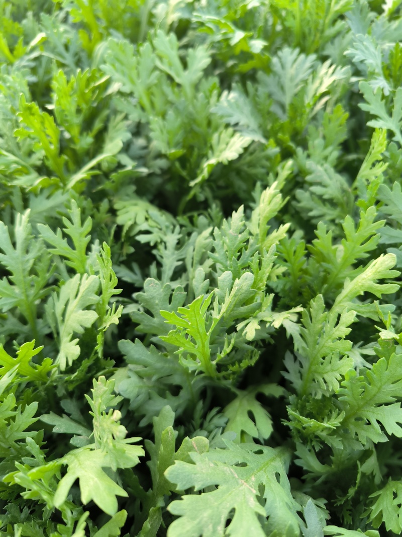 山东农家现摘茼蒿新鲜叶菜批发产地直供品质上乘电商直供