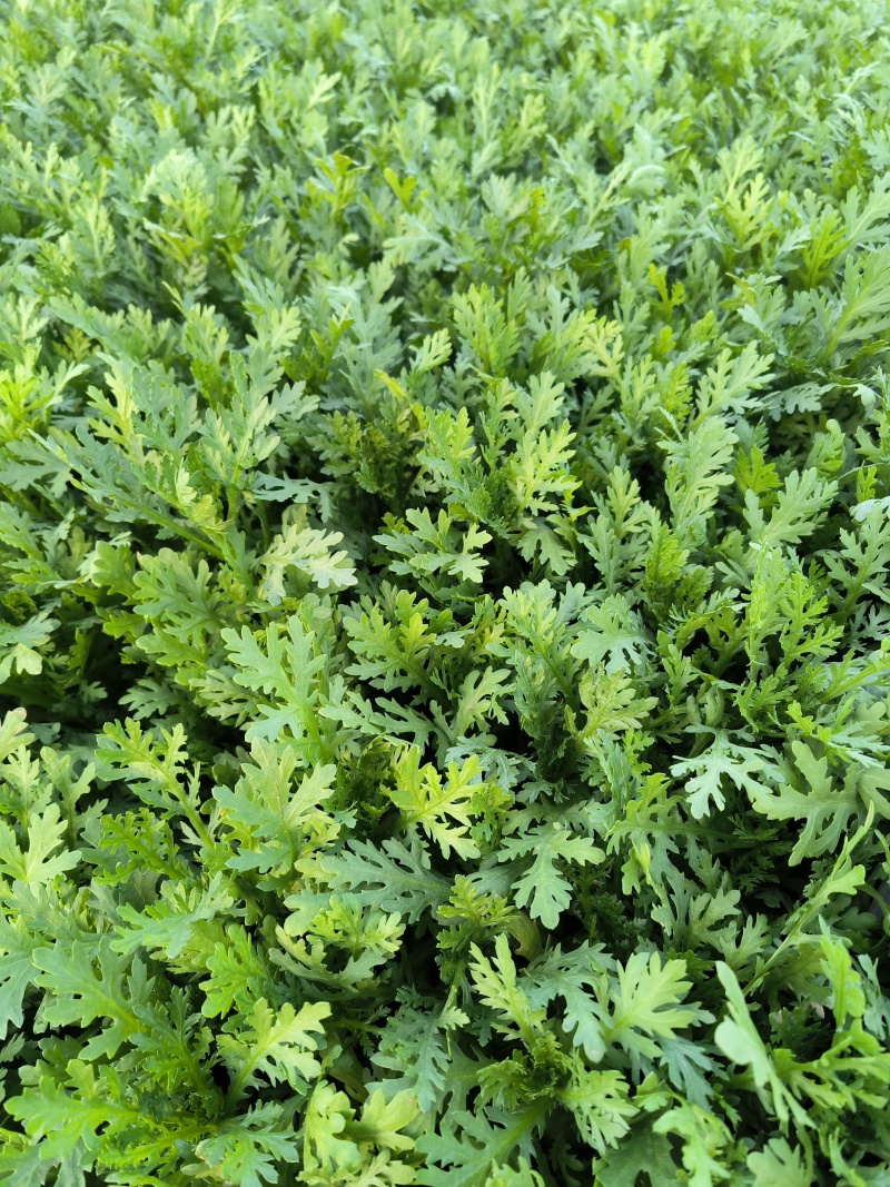 山东农家现摘茼蒿新鲜叶菜批发产地直供品质上乘电商直供