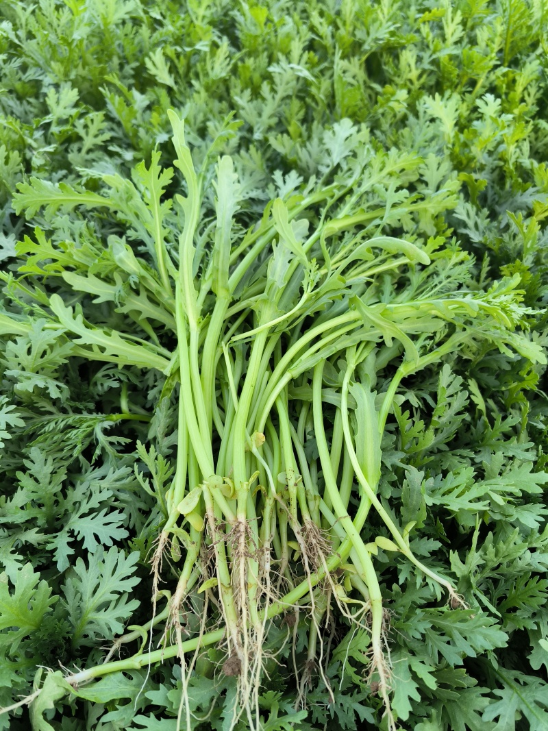山东农家现摘茼蒿新鲜叶菜批发产地直供品质上乘电商直供