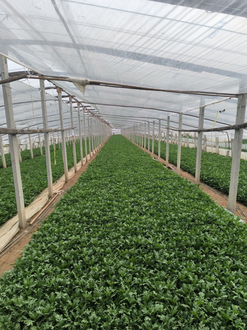 山东农家现摘茼蒿新鲜叶菜批发产地直供品质上乘电商直供