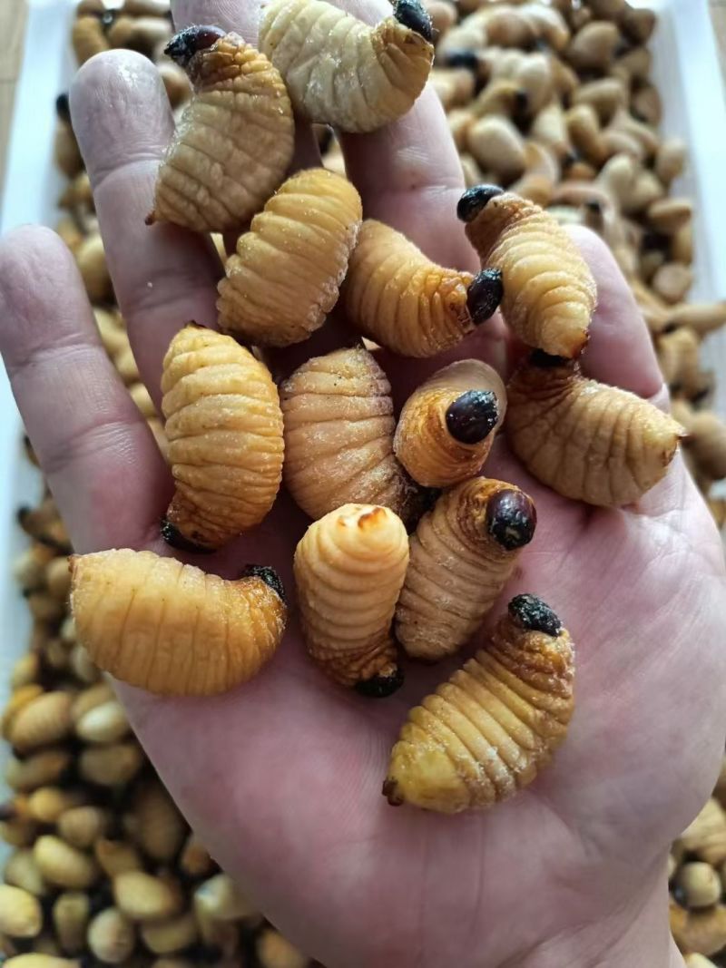 竹笋虫