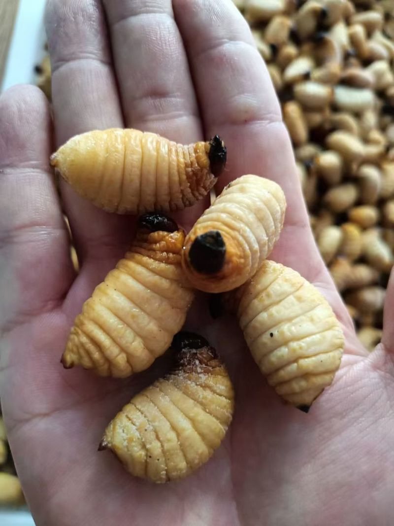 竹笋虫