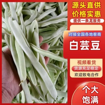 山东白不老豆角新鲜现摘农家蔬菜产地直供批发量大从优