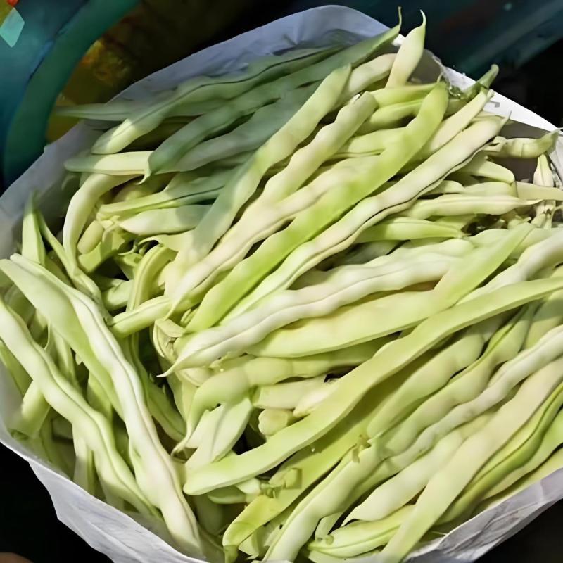 山东白不老豆角新鲜现摘农家蔬菜产地直供批发量大从优