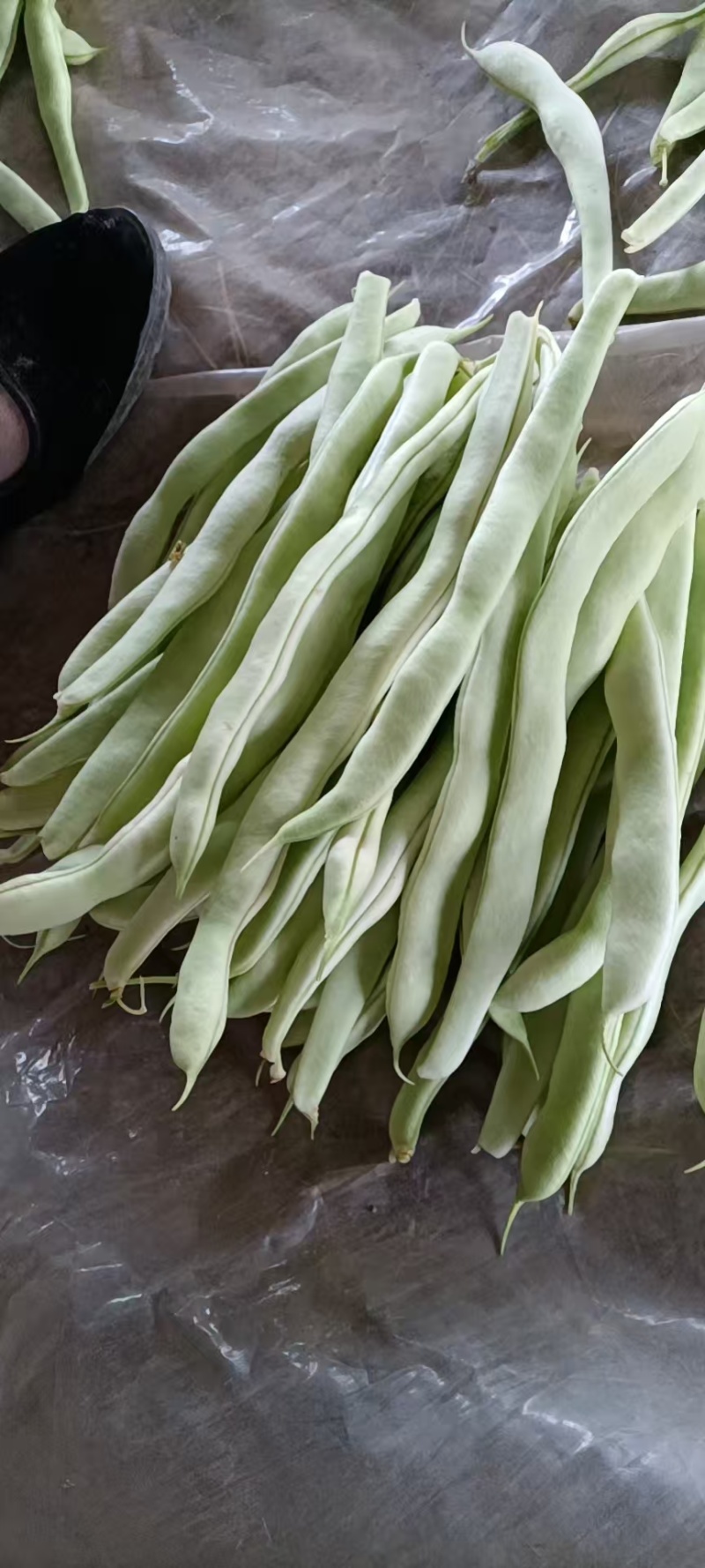 山东白不老豆角新鲜现摘农家蔬菜产地直供批发量大从优