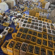 徐闻金砖凤梨一件代发源头产地直发，欢迎电商直播老板砸单
