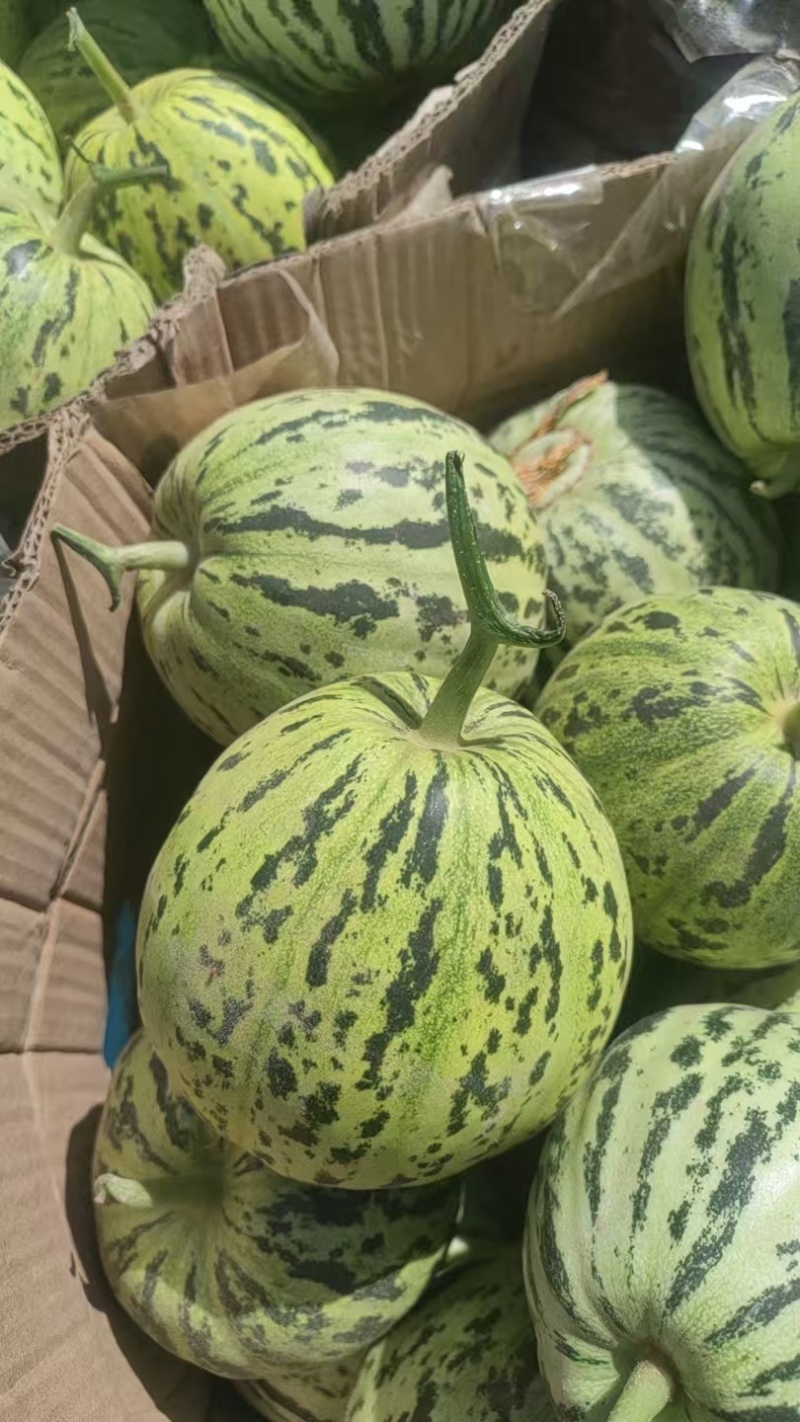 花美人甜瓜内黄产地直发保质保量对接全国批发市场和商