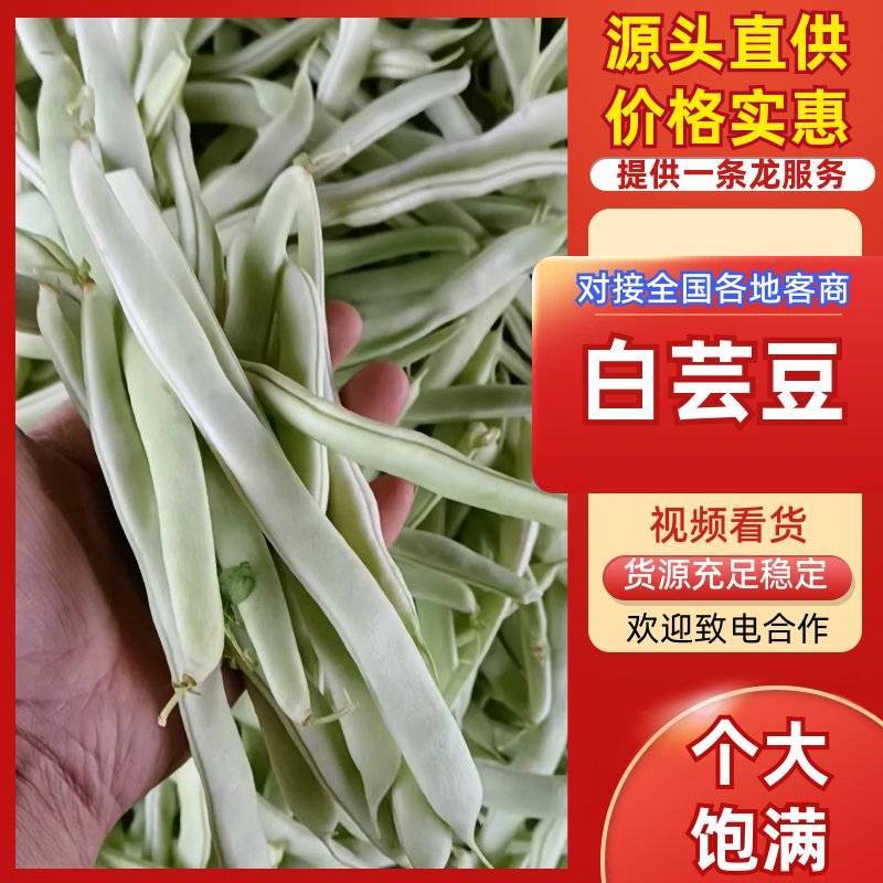 山东优质白不老豆角鲜嫩饱满产地直发蔬菜批发货源充足电商直