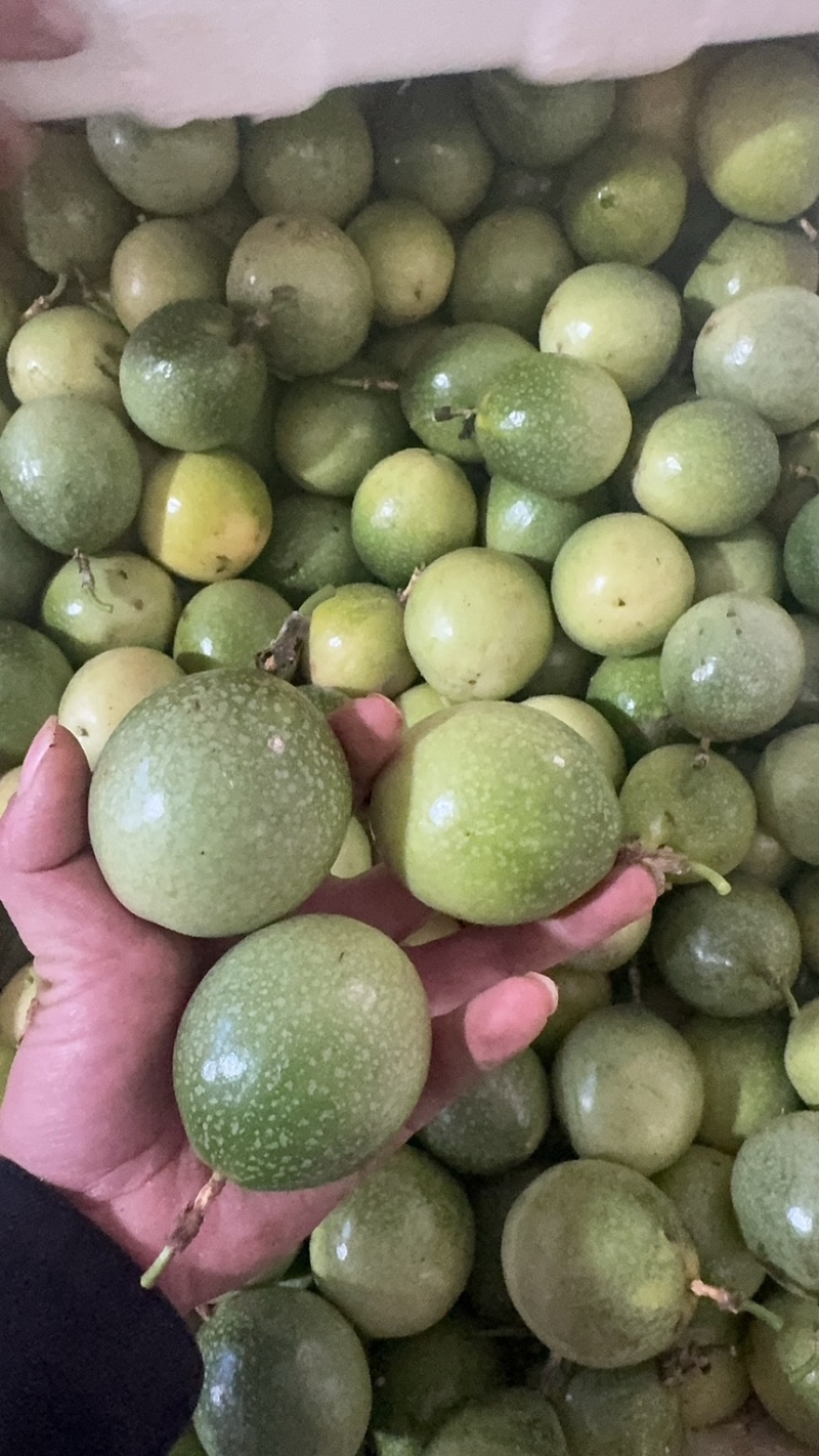 青蜜9号黄金百香果，产地一手货源，专业代购代办。