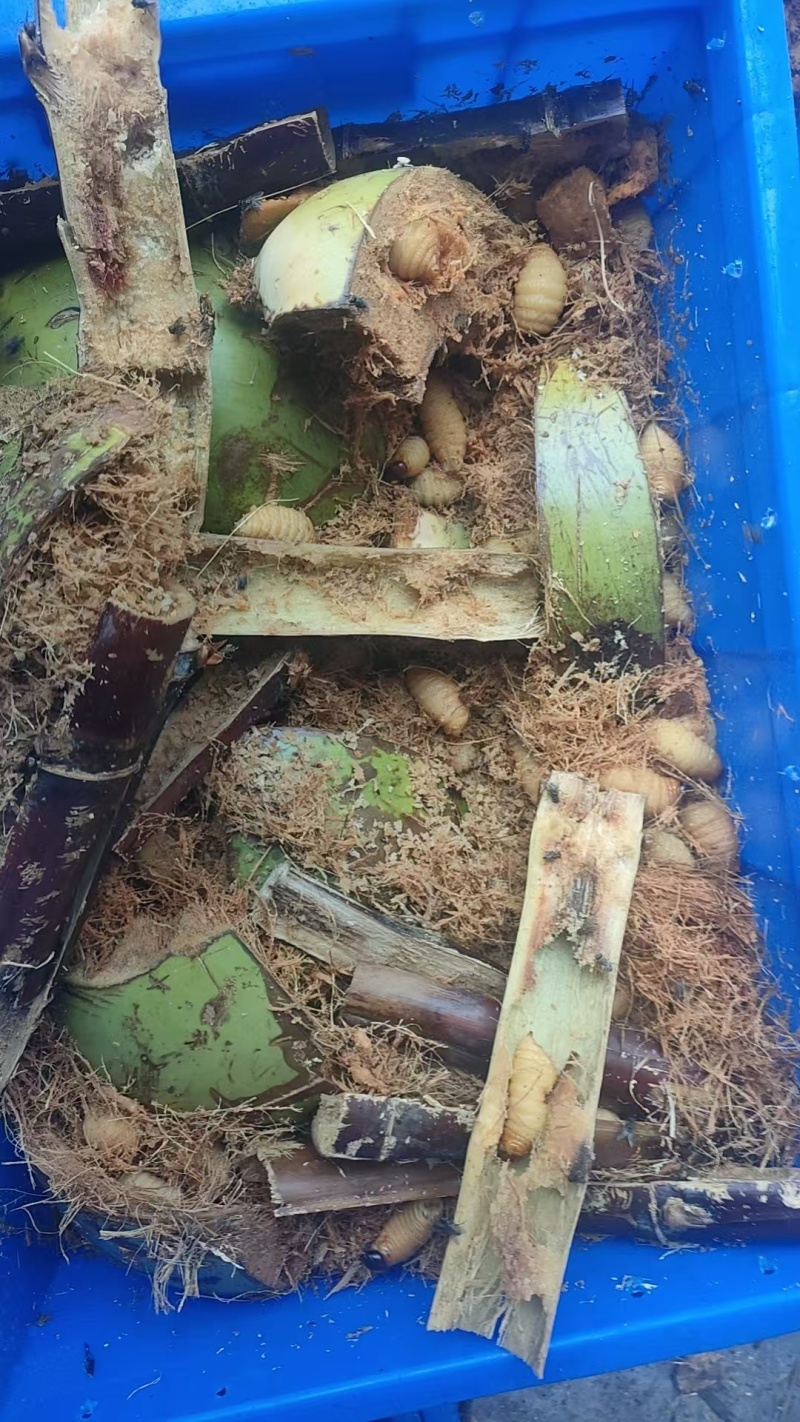 竹虫，产地直发，量大价优，保质保量，欢迎各位老板咨询