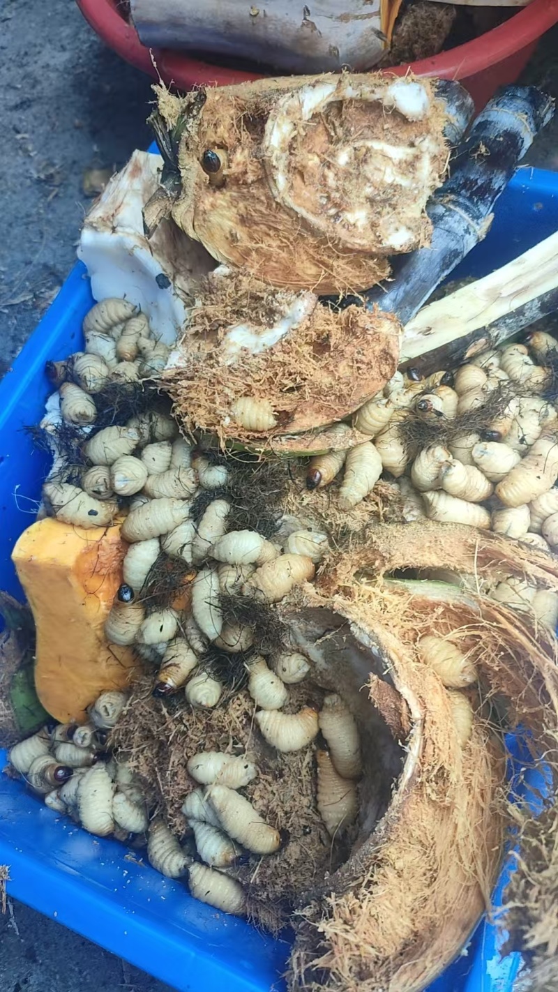 竹虫，产地直发，量大价优，保质保量，欢迎各位老板咨询