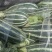 博洋9号甜瓜大量上市基地直发