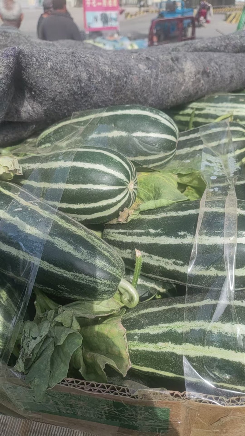 博洋9号甜瓜大量上市基地直发