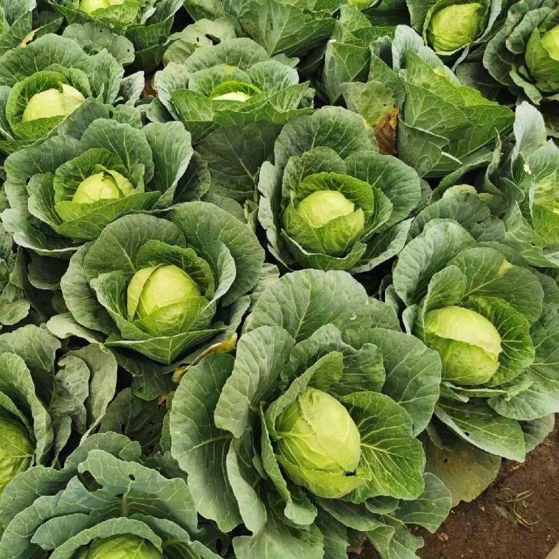 山东大棚软甘宣甘蓝圆白菜产地批发新鲜蔬菜量大从优直发