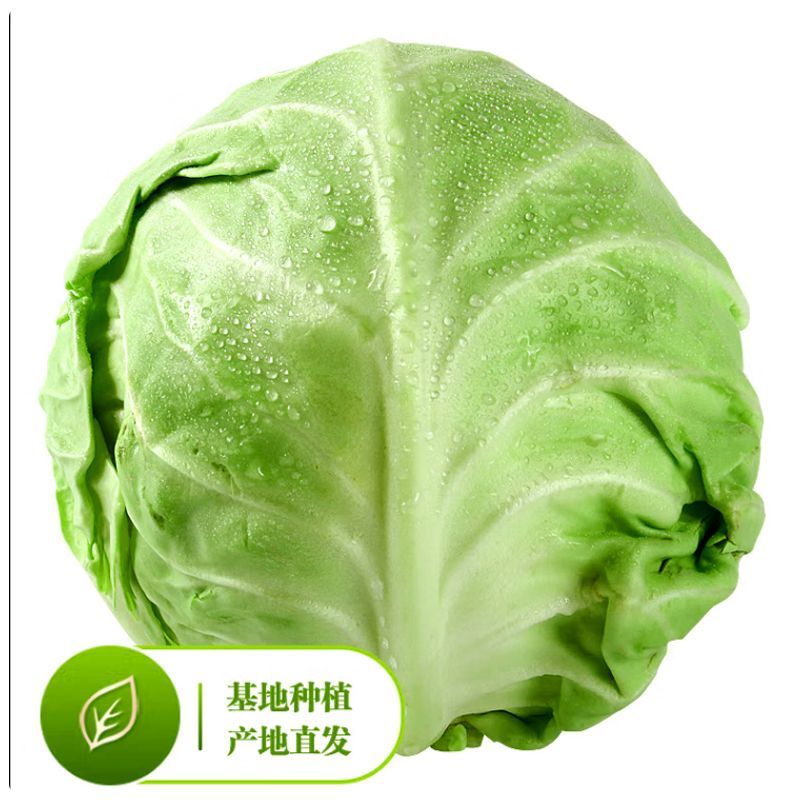 山东大棚软甘宣甘蓝圆白菜产地批发新鲜蔬菜量大从优直发
