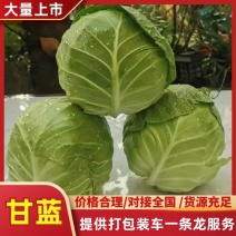山东大棚软甘宣甘蓝圆白菜产地批发新鲜蔬菜量大从优直发