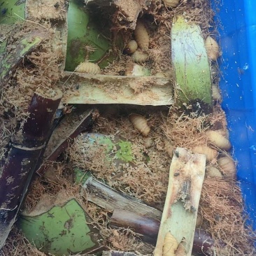 竹虫，量大价优，产地直发，保质保量，欢迎各位老板随时联系
