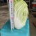 十二万颗精品娃娃菜出售