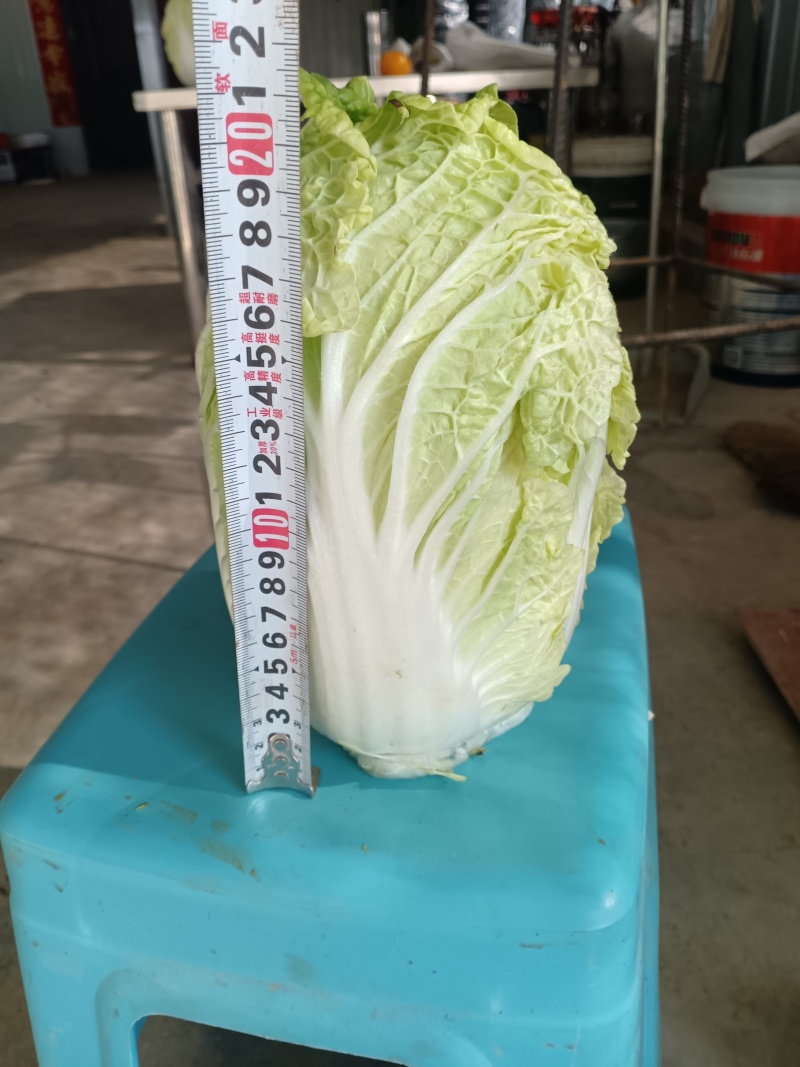 十二万颗精品娃娃菜出售