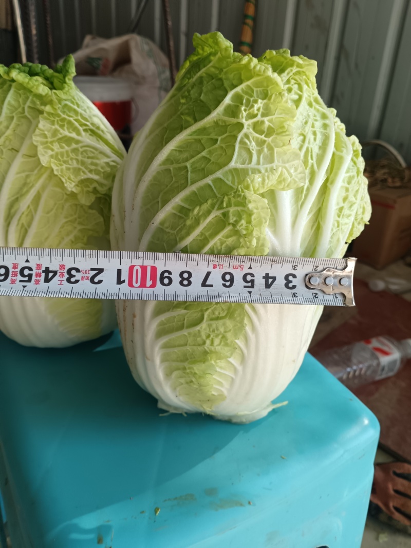 十二万颗精品娃娃菜出售