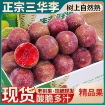 钱排正宗红心三华李