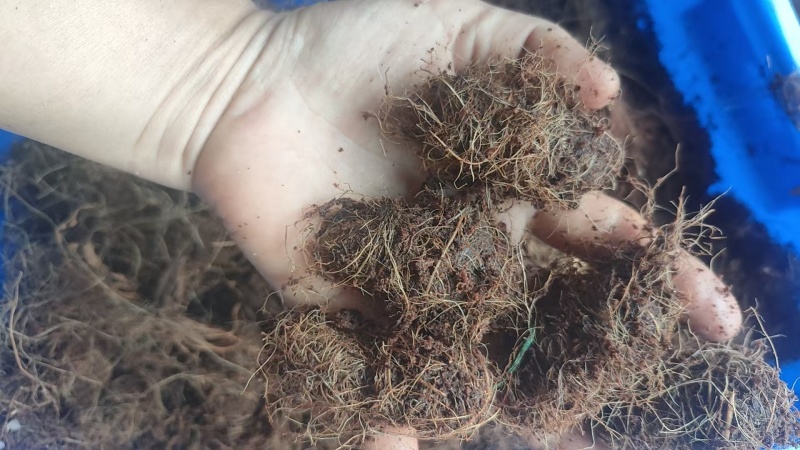 竹虫，量大价优，产地直发，保质保量，欢迎各位老板随时联系