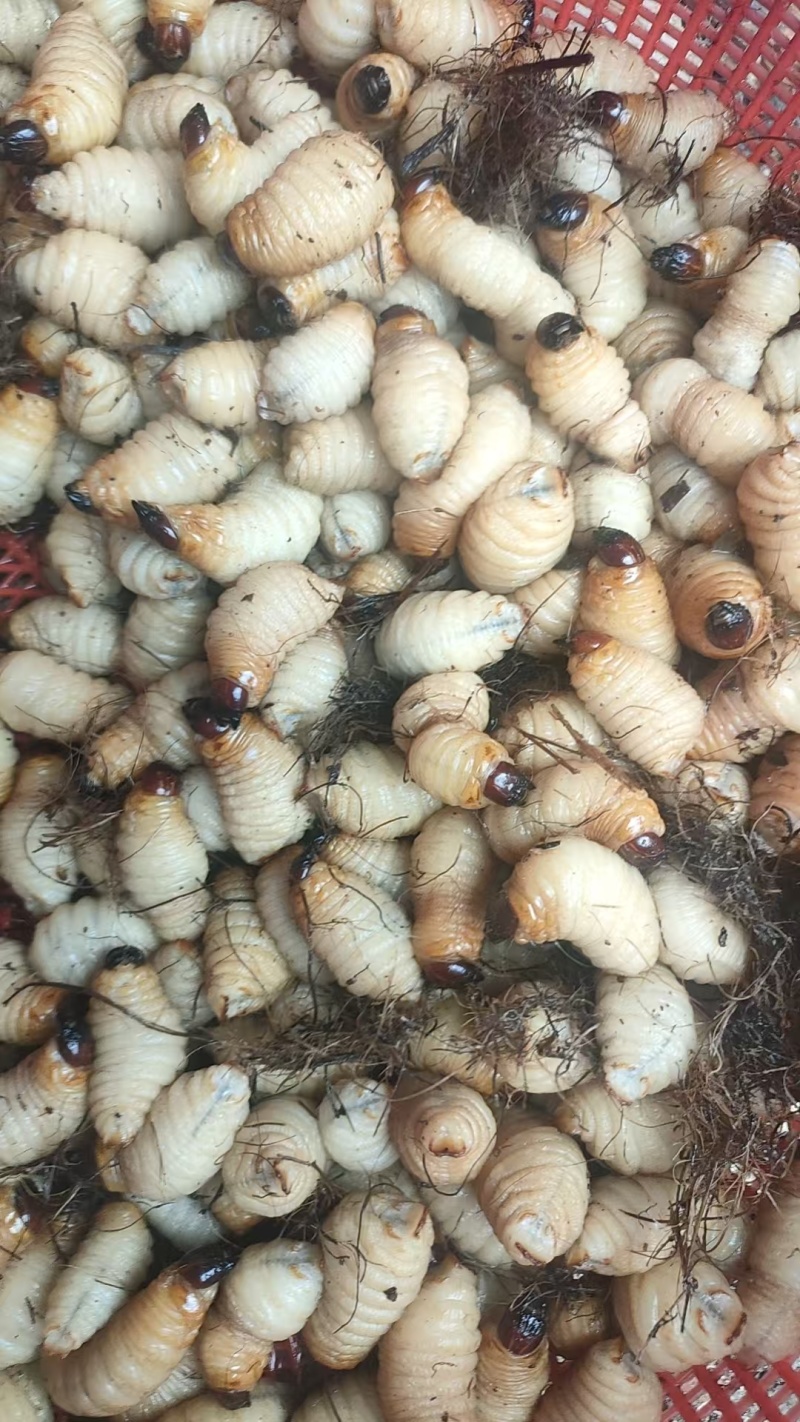 竹虫，量大价优，产地直发，保质保量，欢迎各位老板随时联系