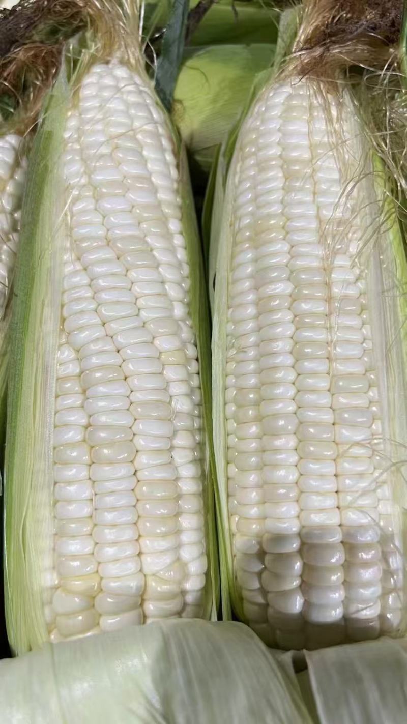 先迪佳丽玉米种子早熟大棒甜加糯玉米种子鲜食白甜糯粘玉米