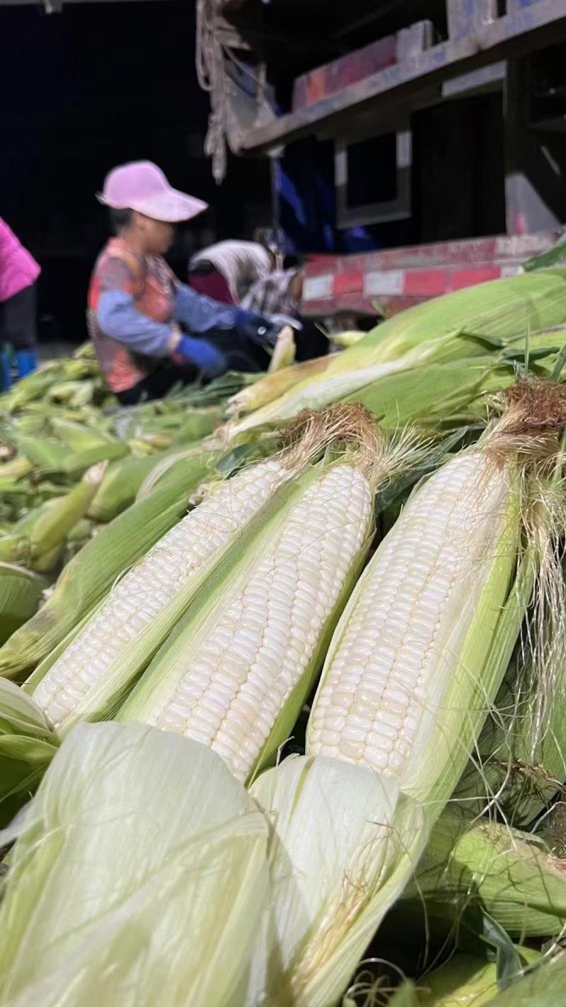 先迪佳丽玉米种子早熟大棒甜加糯玉米种子鲜食白甜糯粘玉米